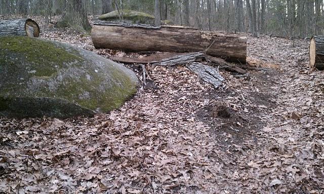 A forest scene featuring a large moss-covered boulder and fallen logs on a trail. The ground is covered with dry leaves, and trees are visible in the background, indicating a natural wooded environment. Powhite Park mountain bike trail.