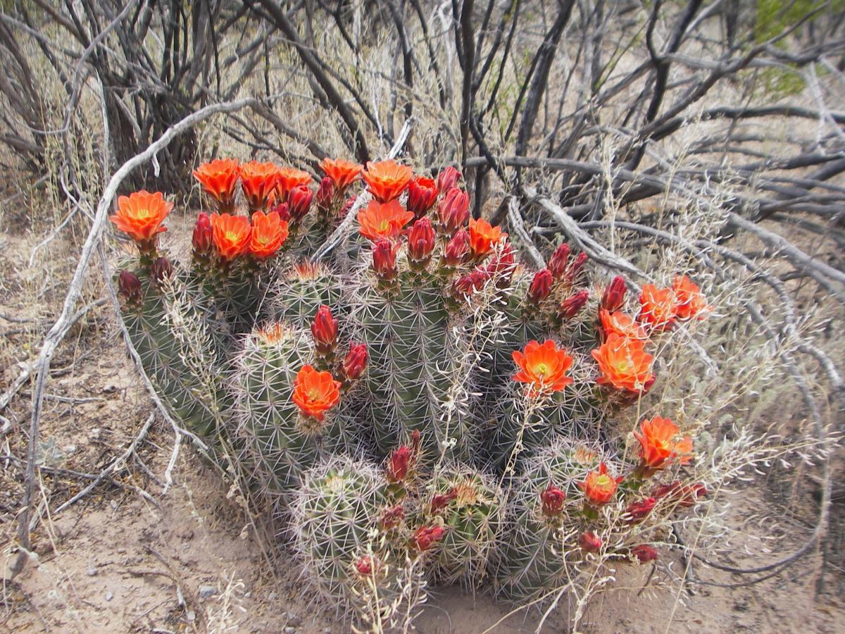 A cluster of cacti with vibrant orange and red flowers blooming amidst dry, desert-like surroundings and sparse vegetation. Dona Ana mountain bike trail.