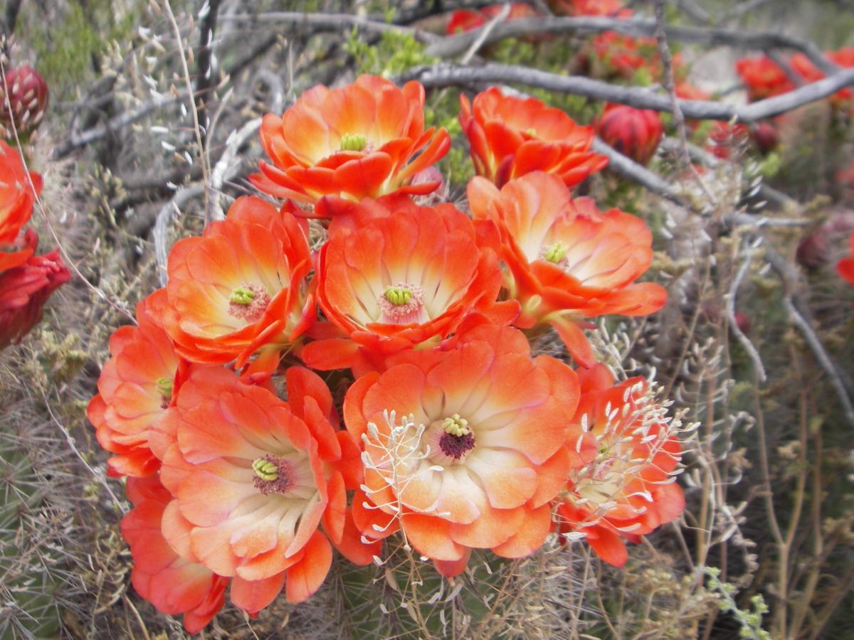 A cluster of vibrant orange flowers with yellow-green centers, surrounded by dry, sparse vegetation and twigs. The petals display a gradient from deep orange at the edges to a lighter shade towards the center, creating a striking visual contrast. The background features muted earth tones, enhancing the brightness of the blossoms. Dona Ana mountain bike trail.