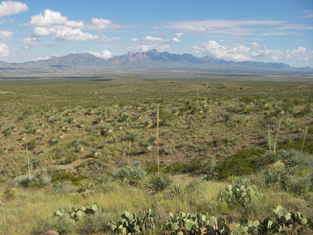 A panoramic view of a desert landscape featuring sparse vegetation and cacti, with distant mountains under a blue sky dotted with fluffy clouds. The foreground showcases a variety of desert plants, including yucca and prickly pear, while the expansive plains lead to rugged mountain ranges in the background. Dona Ana mountain bike trail.