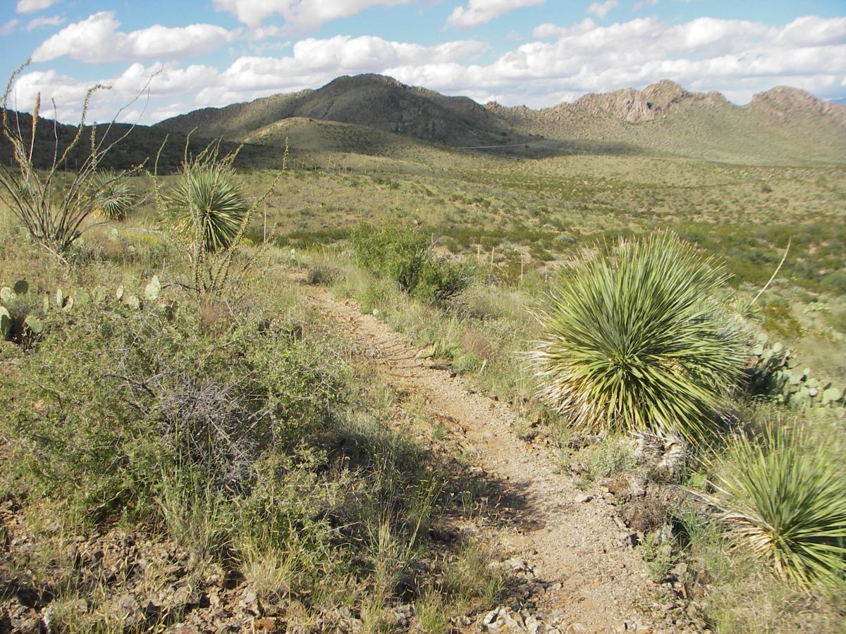 A scenic view of a desert landscape featuring a winding dirt path surrounded by various desert plants, including yuccas and cacti, with rolling hills and a cloudy blue sky in the background. Dona Ana mountain bike trail.