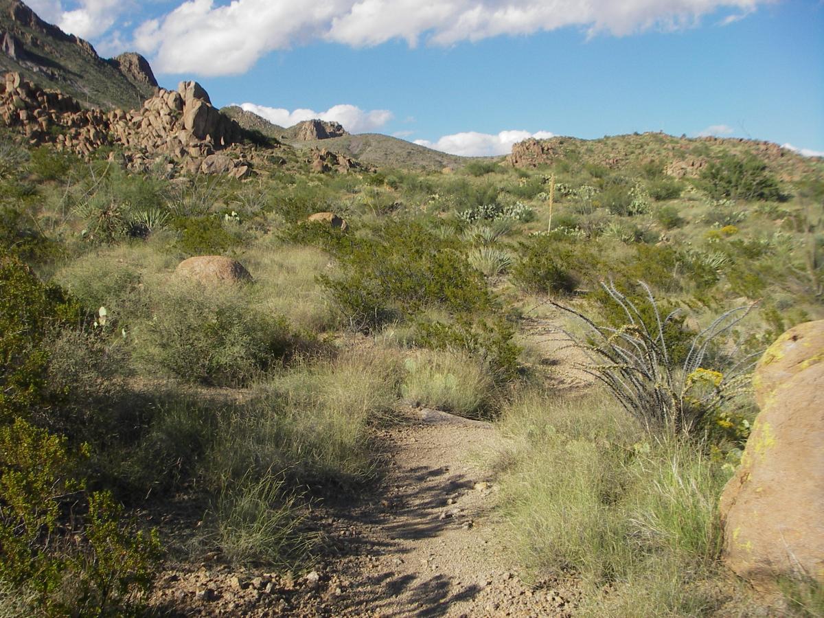 A scenic view of a desert landscape featuring rocky hills, sparse vegetation, and a dirt path winding through the terrain. The sky is partly cloudy, with a mix of sunlight and shadow illuminating the area. Various native plants, including cacti and shrubs, dot the landscape. Dona Ana mountain bike trail.