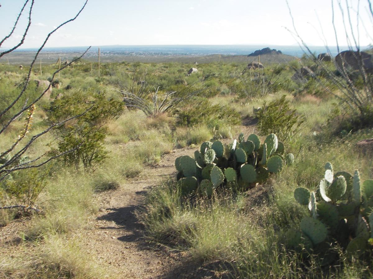 A desert landscape featuring a dirt path winding through green grass and various shrubs. Cacti, including prickly pear, are visible on either side of the path, with distant hills and an expansive sky in the background. The scene captures the natural beauty of a Southwestern environment. Dona Ana mountain bike trail.