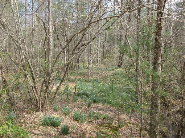 A peaceful forest scene showcasing bare trees in early spring, with a carpet of green foliage and emerging flowers on the forest floor, suggesting the onset of blooming season. Jake to Bull Mountain Connecter mountain bike trail.