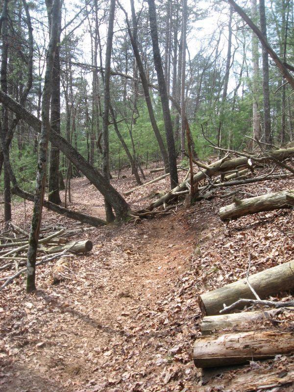 A narrow dirt trail winding through a wooded area, surrounded by trees and fallen branches. The forest floor is covered with dried leaves, and the atmosphere appears serene and natural. Jake to Bull Mountain Connecter mountain bike trail.