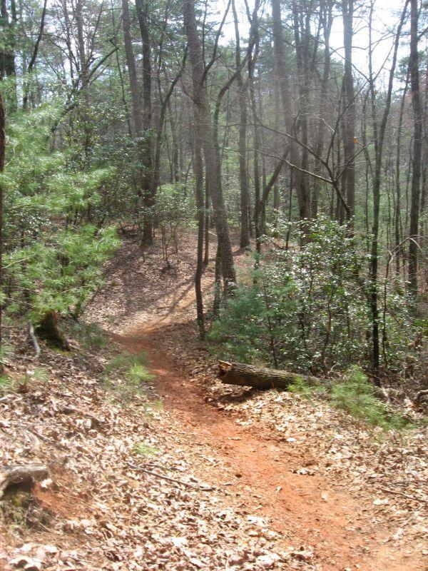 A winding dirt path through a forest, surrounded by tall trees and scattered leaves on the ground. Sunlight filters through the branches, creating a serene and peaceful atmosphere. Jake to Bull Mountain Connecter mountain bike trail.
