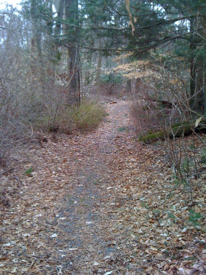 A narrow, winding dirt path through a forest in late fall, lined with fallen leaves and surrounded by trees and shrubs. The atmosphere appears serene and slightly overcast, suggesting a quiet natural setting. Whitney And Thayer Woods/weir River Farm mountain bike trail.