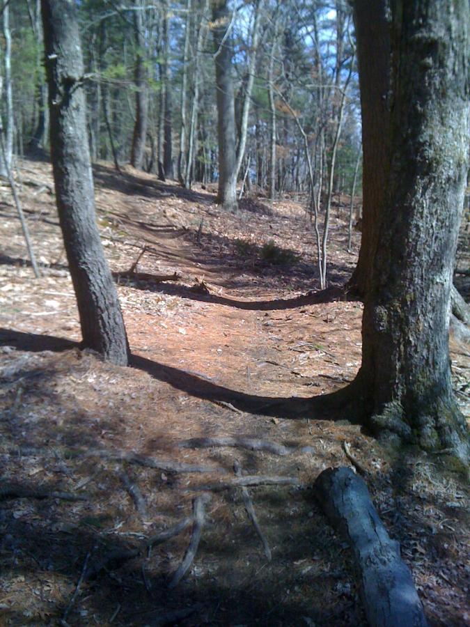 A narrow dirt path winding through a forest, bordered by trees with bare branches and patches of sunlight filtering through the foliage. The ground is covered with fallen leaves and scattered twigs, creating a natural, tranquil setting. Willowdale Forest mountain bike trail.