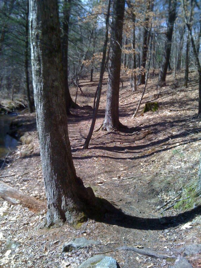 A winding dirt path through a forest, surrounded by tall trees with bare branches and patches of sunlight filtering through the foliage. The ground is covered with fallen leaves and small rocks, suggesting a tranquil natural setting. Willowdale Forest mountain bike trail.