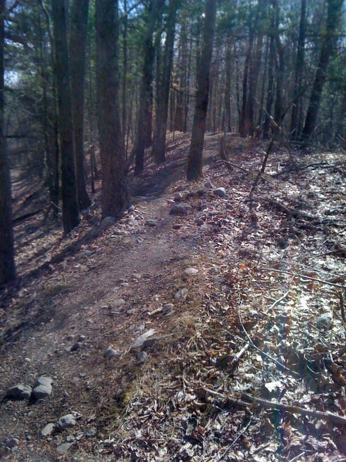 A narrow dirt path winding through a forested area, lined with tall trees and scattered rocks. The ground is covered with fallen leaves and patches of dried grass, indicating a natural outdoor setting. Willowdale Forest mountain bike trail.