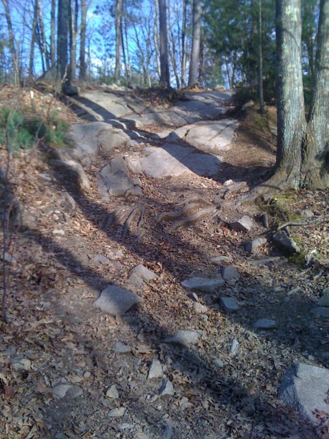 Rocky hiking trail winding through a forest, with exposed rocks and tree roots visible on the path. Sunlight filters through the trees, casting shadows on the ground covered in leaves and small stones. Wrentham State Forest mountain bike trail.