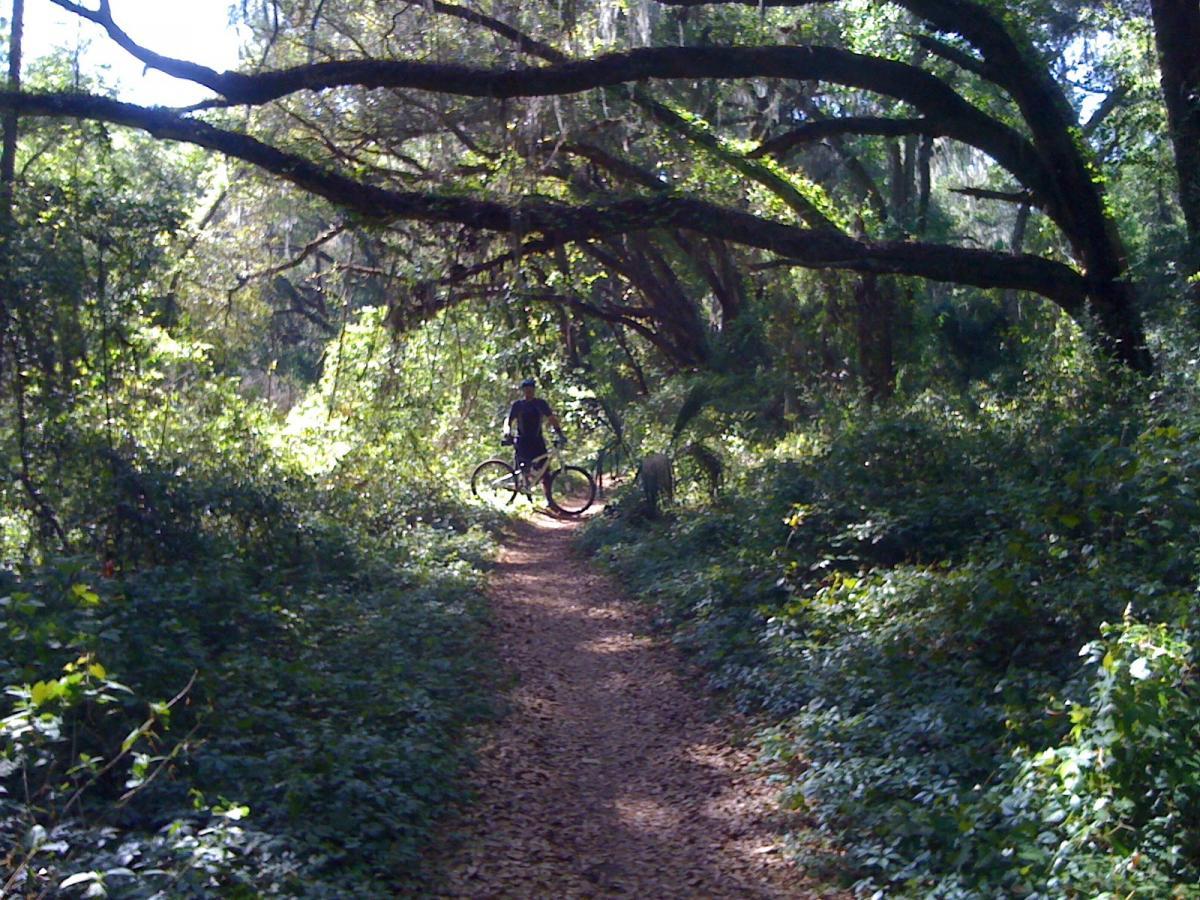 A cyclist on a narrow dirt path surrounded by lush greenery and hanging branches. Sunlight filters through the trees, creating a serene and natural atmosphere. Santos mountain bike trail.