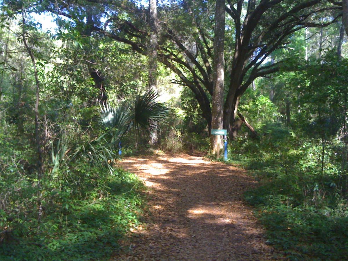 A sunlit dirt path winding through a lush forest, surrounded by vibrant green foliage and tall trees. The ground is covered with fallen leaves, and a signpost stands nearby, partially visible among the vegetation. The scene conveys a serene, natural atmosphere inviting exploration. Santos mountain bike trail.