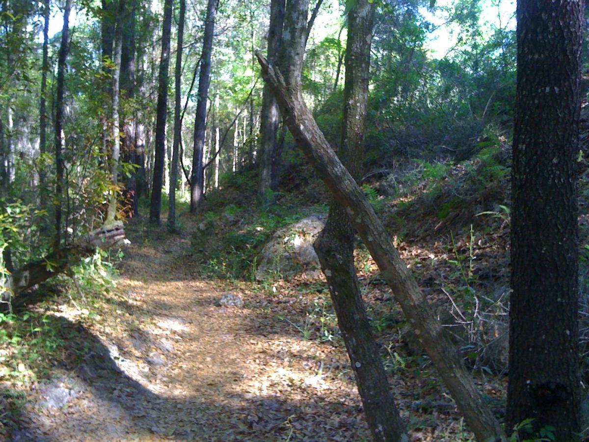 A serene forest path winding through tall trees with dappled sunlight filtering through leaves, surrounded by earthy tones of fallen leaves and greenery. Santos mountain bike trail.