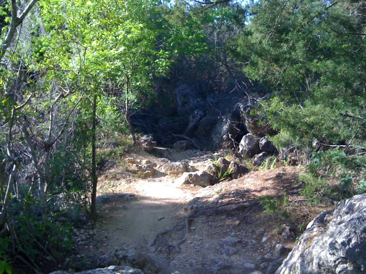 A dirt pathway winding through a lush forest, surrounded by various green trees and rocky formations. Sunlight filters through the leaves, illuminating the trail that leads deeper into the woods. Santos mountain bike trail.