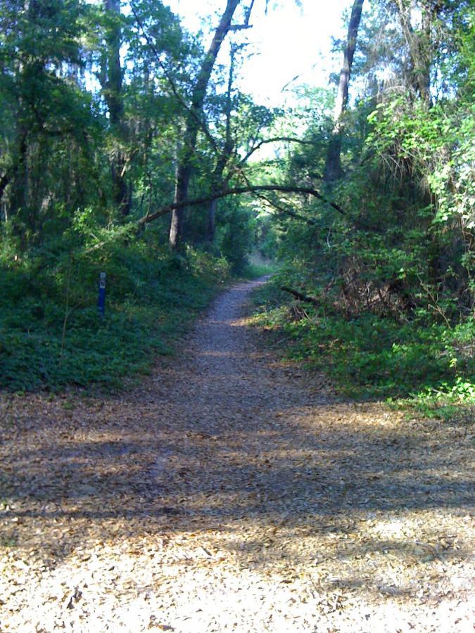 A serene forest pathway surrounded by lush greenery and tall trees, with sunlight filtering through the leaves. The trail is covered in a mix of dirt and fallen leaves, leading into the distance. Santos mountain bike trail.