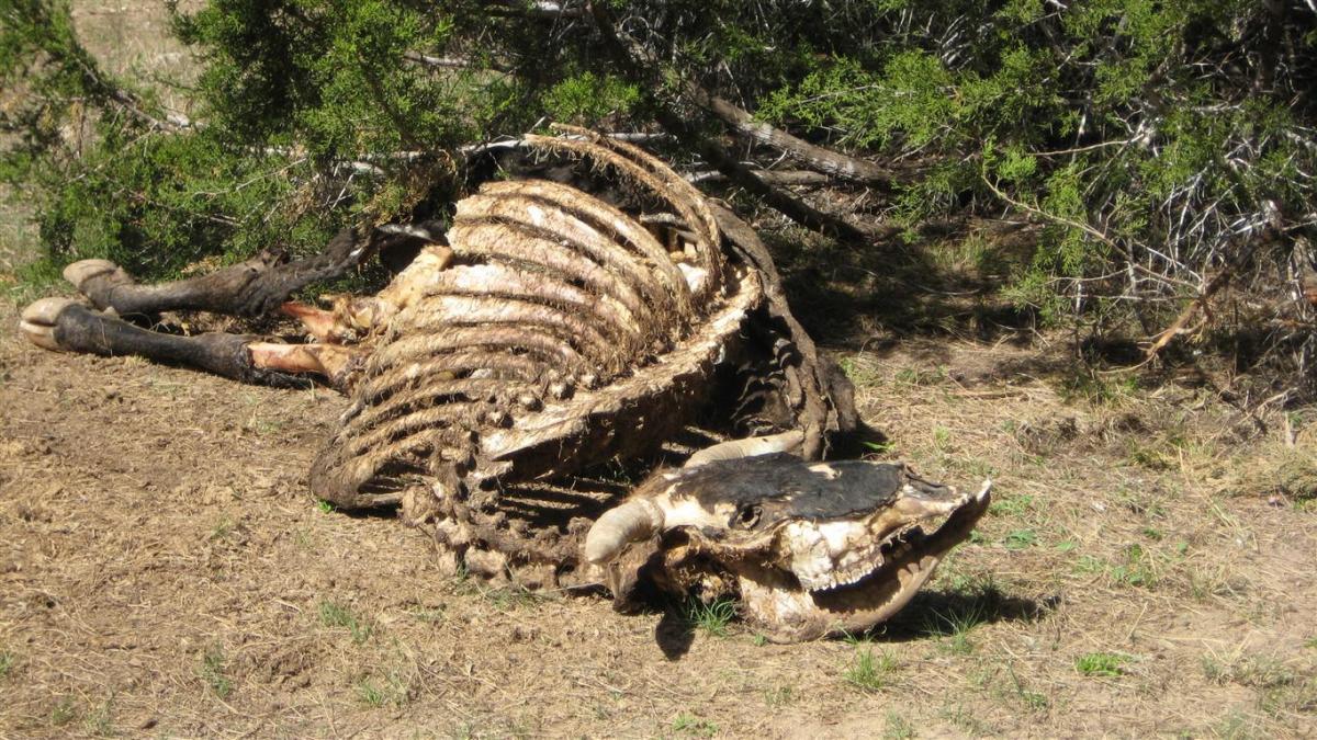 A partially decomposed animal skeleton laying on the ground, surrounded by dry grass and bushes. The skeleton is missing some bones, showing a darkened skull with exposed teeth and rib bones clearly visible. Blora mountain bike trail.