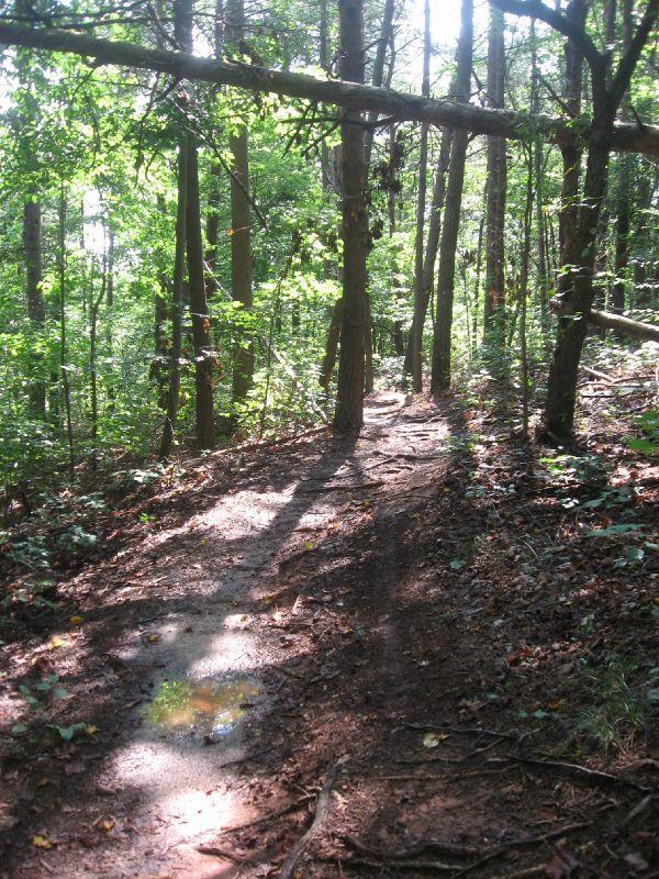 A narrow dirt path winding through a dense forest with tall trees. Sunlight filters through the leaves, casting dappled shadows on the ground, which is dotted with some puddles and scattered foliage. The scene conveys a peaceful, natural environment. Chicopee Woods mountain bike trail.