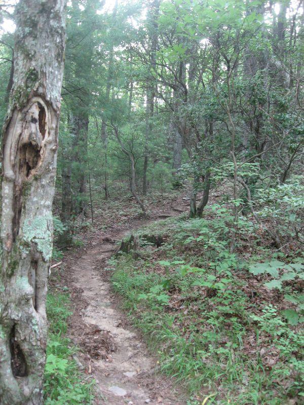 A winding dirt trail surrounded by dense greenery in a forest, with a tree featuring a hollow trunk on the left side of the image. The tranquil scene captures the essence of nature, showcasing various shades of green from the leaves and undergrowth. Winding Stairs to Montgomery Creek Trail mountain bike trail.