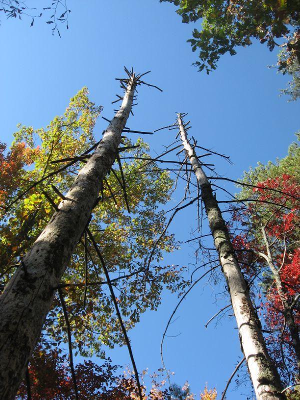 Looking up at tall trees with branches reaching towards a clear blue sky, surrounded by vibrant autumn foliage in shades of green, yellow, and red. Bull Mountain / 223 mountain bike trail.