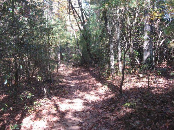 A sun-dappled trail winding through a forest, surrounded by tall trees and scattered autumn leaves on the ground. The scene evokes a sense of tranquility and nature, with light filtering through the branches. Bull Mountain / 223 mountain bike trail.