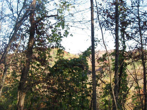 A view through a dense forest of trees with green and brown leaves, capturing a glimpse of hills in the background under a clear sky. Flint Ridge mountain bike trail.