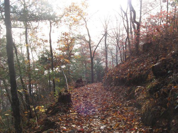 A narrow trail covered in fallen leaves winds through a forest of trees, with soft sunlight filtering through the branches. The landscape features a mix of autumn foliage, creating a serene and tranquil atmosphere. Tsali Thompson Loop mountain bike trail.