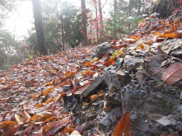 A close-up view of a forest path covered with autumn leaves, featuring a rocky outcrop on the side. The scene captures a tranquil, sunlit atmosphere with trees in the background, displaying vibrant fall foliage in shades of orange, yellow, and red. Tsali Thompson Loop mountain bike trail.
