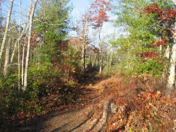 A sunlit hiking trail winding through a forest, surrounded by trees displaying autumn foliage in shades of red and orange. The path is lined with green shrubs and fallen leaves, creating a serene and natural atmosphere. Tsali Thompson Loop mountain bike trail.