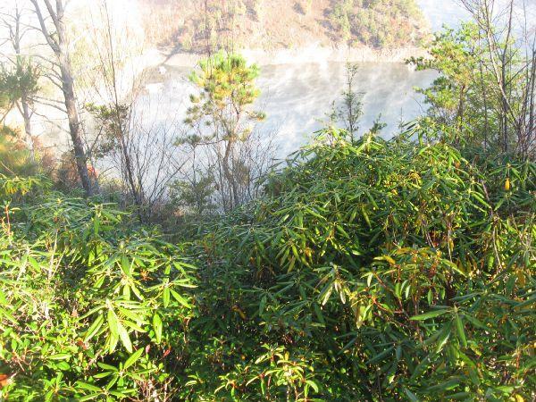 Lush green vegetation, including leafy plants and small trees, in the foreground, with a misty body of water visible in the background surrounded by hills and additional trees. The scene is illuminated by soft natural light. Tsali Thompson Loop mountain bike trail.