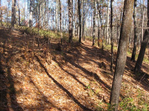A tranquil forest scene with tall trees casting long shadows on a bed of fallen leaves. The ground is covered with a layer of orange and brown leaves, and patches of greenery can be seen in the underbrush. Sunlight filters through the branches, illuminating the serene woodland path. Frady Branch mountain bike trail.