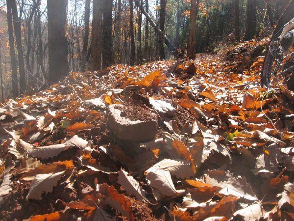 A forest trail covered with a layer of colorful autumn leaves, with sunlight filtering through the trees. A small rock is visible among the fallen leaves, creating a natural and serene outdoor scene. Frady Branch mountain bike trail.