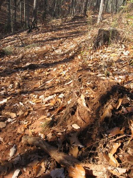 A narrow dirt path winding through a forest, covered with fallen leaves and surrounded by trees. The ground shows signs of recent disturbance, with exposed soil and roots visible along the trail. Sunlight filters through the trees, casting shadows on the ground. Frady Branch mountain bike trail.