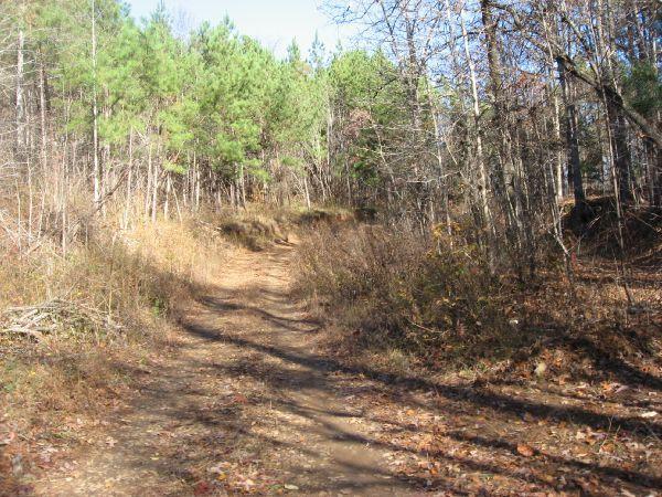 A winding dirt path surrounded by trees and underbrush, leading through a wooded area with green pine trees and sparse autumn foliage. The scene is set in a tranquil outdoor environment, showcasing the beauty of nature. 62b mountain bike trail.