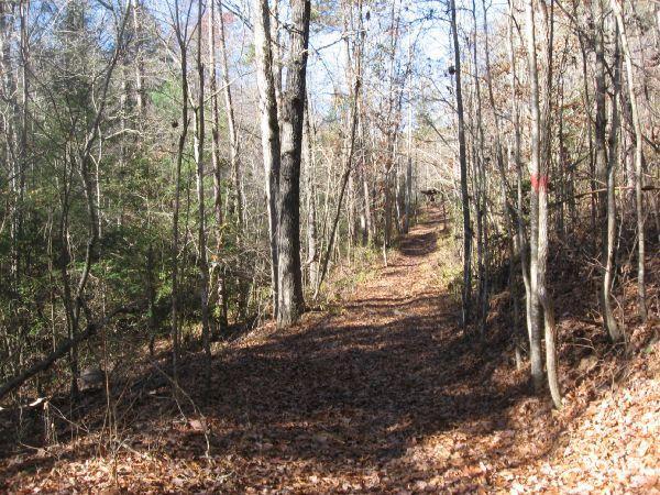 A wooded trail surrounded by tall trees, with a pathway covered in fallen leaves. Sunlight filters through the branches, illuminating the scene, which suggests a peaceful outdoor setting for hiking or nature walks. Latham Cemetary mountain bike trail.