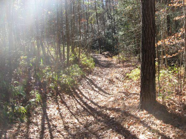 A sunlit forest trail winding through trees, with dappled light filtering through the leaves, creating shadows on the ground covered in fallen leaves and greenery. Latham Cemetary mountain bike trail.