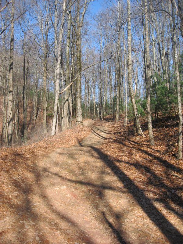 A dirt path winding through a wooded area with bare trees and scattered fallen leaves, under a clear blue sky. Pinhoti: Tatum Lead mountain bike trail.