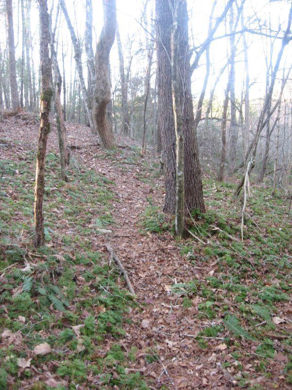 A wooded trail winding through a forest, surrounded by tall trees and patches of green grass and fallen leaves. The scene conveys a tranquil and natural environment, with soft sunlight filtering through the branches. Jones Creek Ridge Trail mountain bike trail.