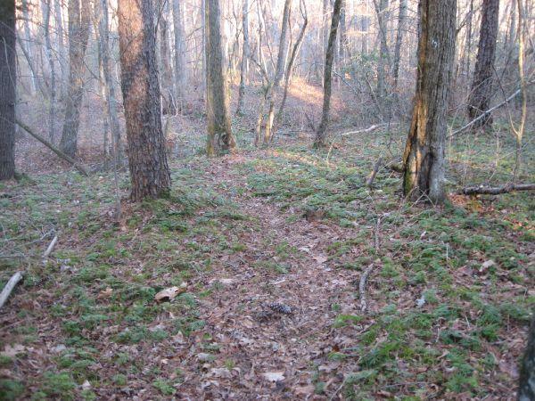 A tranquil forest scene showing a narrow dirt path winding through lush green moss and fallen leaves, surrounded by tall trees. The light filters through the trees, creating a serene atmosphere typical of early morning in the woods. Jones Creek Ridge Trail mountain bike trail.