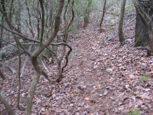 A narrow, winding dirt path surrounded by dense trees and underbrush, with fallen leaves covering the ground. The scene is set in a wooded area, suggesting a natural trail that leads deeper into the forest. The Bee Trail mountain bike trail.
