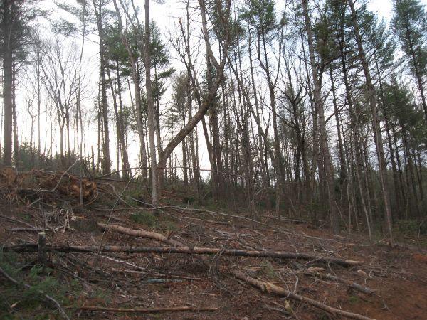 A forest scene depicting a sloped area with a mix of bare trees and evergreen pines. The ground is covered with fallen branches and logs, hinting at recent logging activity. The sky is overcast, creating a somber atmosphere in the natural setting. Montgomery Creek Trail mountain bike trail.
