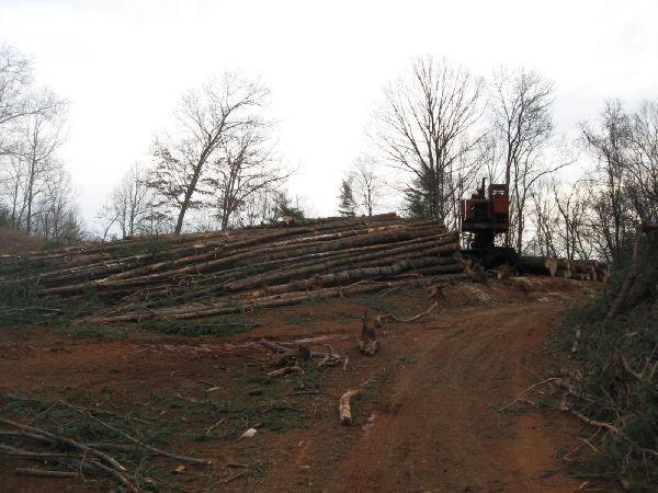 A logging site with a pile of cut tree logs stacked on a dirt road. In the background, a logging machine is visible beside the pile, and there are bare trees and a cloudy sky overhead. The ground is covered with fallen branches and debris from the logging process. Montgomery Creek Trail mountain bike trail.