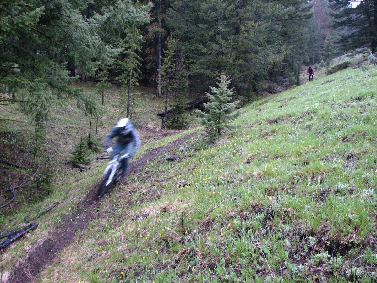 A blurred image of a mountain biker descending a slope in a wooded area, surrounded by tall trees and greenery. Another cyclist can be seen in the background, riding on a more level path. The scene conveys a sense of motion and adventure in nature. Williams Summit Trails mountain bike trail.