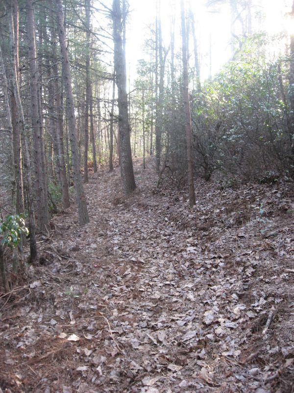 A narrow dirt path winding through a forest, surrounded by tall trees and patches of greenery, with a ground covered in fallen leaves. The scene is illuminated by soft sunlight filtering through the tree canopy. Bull Mountain / 223 mountain bike trail.