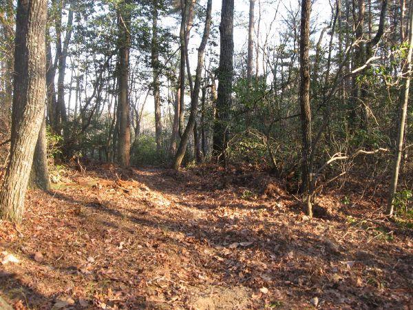 A quiet forest scene featuring a path winding through trees. The ground is covered with fallen leaves, and sunlight filters through the branches, casting soft shadows. The foliage includes a mix of trees and shrubs, creating a natural, serene environment. Bull Mountain / 223 mountain bike trail.