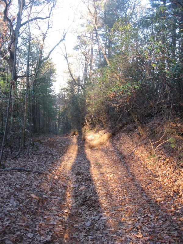 A sunlit dirt path in a forest during early morning, lined with trees and covered in fallen leaves. Shadows stretch along the ground, creating a tranquil and inviting atmosphere for a nature walk. Whoop-de-dos / #223c mountain bike trail.