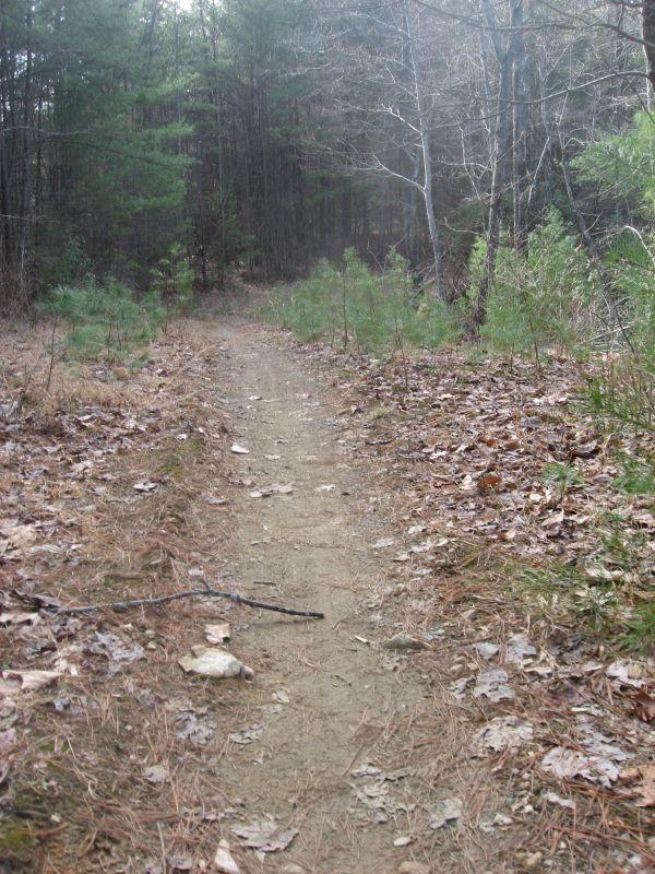 A narrow dirt path winding through a forest, surrounded by trees and scattered leaves. The trail is bordered by small bushes, with a mix of pine needles and fallen leaves covering the ground. The scene has a tranquil, natural ambiance. Pinhoti Trail: P2 mountain bike trail.