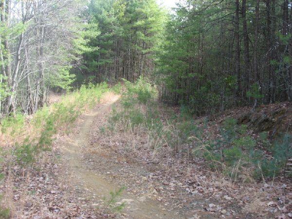 A narrow dirt path winding through a forest with patches of green vegetation and scattered leaves, surrounded by tall trees and underbrush. Pinhoti Trail: P2 mountain bike trail.