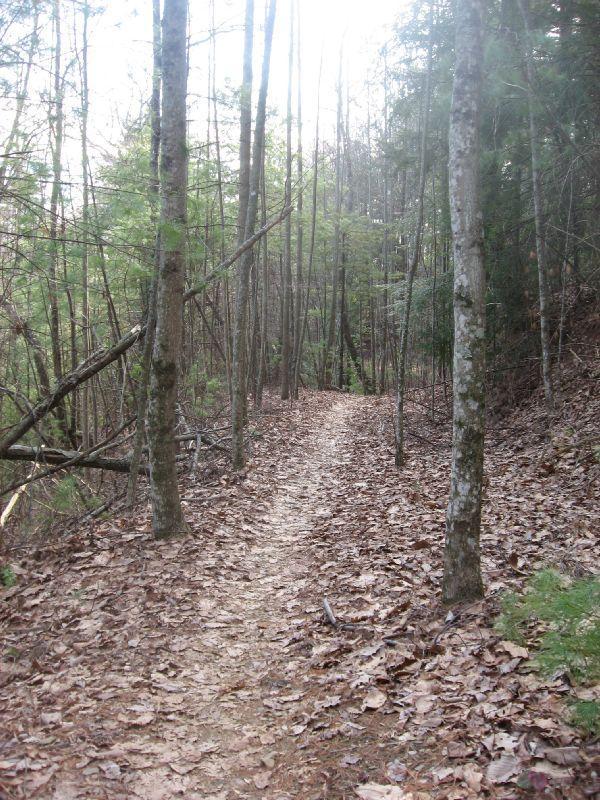 A narrow dirt trail winding through a forested area, surrounded by tall trees and scattered fall leaves on the ground. The trail appears peaceful and leads into the dense woods, with soft light filtering through the branches above. Pinhoti Trail: P2 mountain bike trail.
