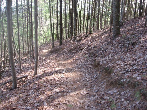 A winding dirt path through a forest, surrounded by tall trees and scattered fallen leaves on the ground, with dappled sunlight filtering through the canopy. Pinhoti Trail: P2 mountain bike trail.